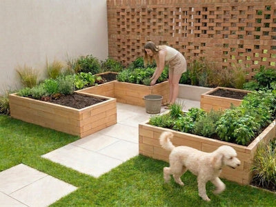 Cultivating Medicinal Herbs in Raised Beds: A Central European Guide — GridGarden