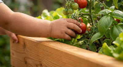 Buying Guide: The Best Raised Beds for Small Gardens and Urban Spaces in Central Europe — GridGarden
