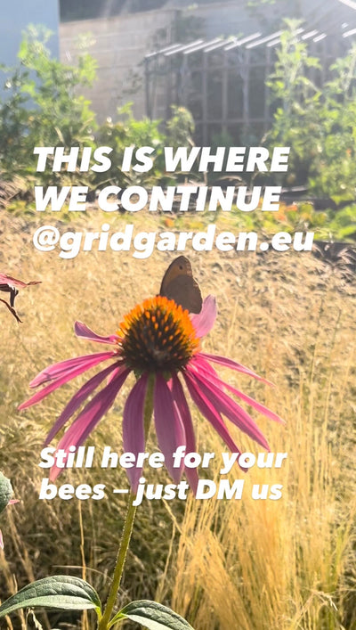 Growing Perennials in Raised Beds: A Guide for Central Europe — GridGarden