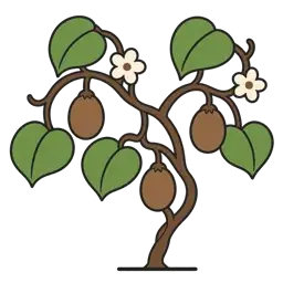 kiwifruit