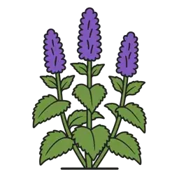anise hyssop
