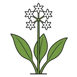 wild garlic