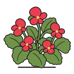 Begonia (Semperflorens-Cultorum Group)