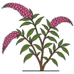butterfly bush