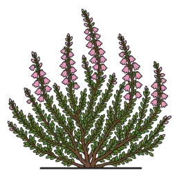 common heather