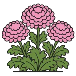 garden chrysanthemum