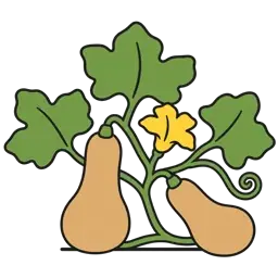 butternut squash