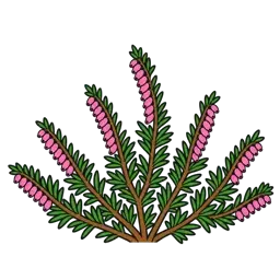 winter heath