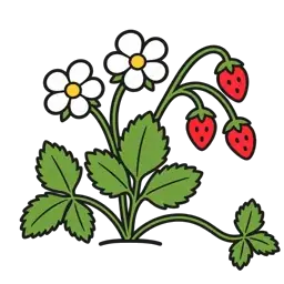 wild strawberry