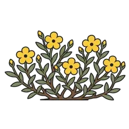 common rock-rose