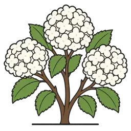 smooth hydrangea