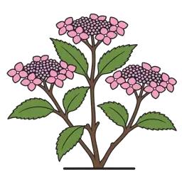 saw-toothed hydrangea