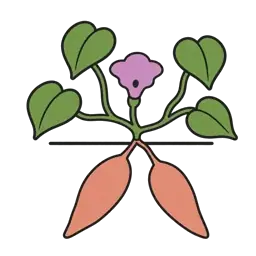 sweet potato