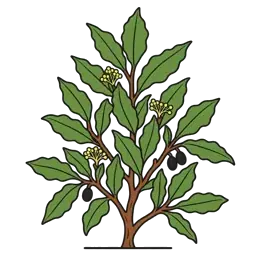 bay laurel