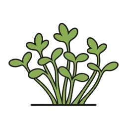 garden cress