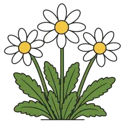 Shasta daisy