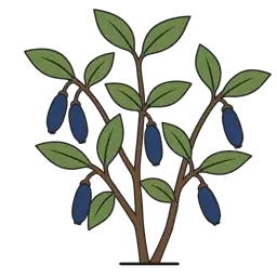 honeyberry