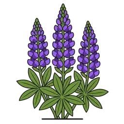 bigleaf lupine