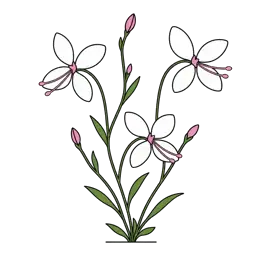 gaura Lindheimerova