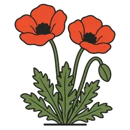 oriental poppy