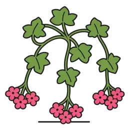 ivy geranium