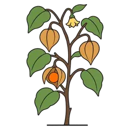 Cape gooseberry