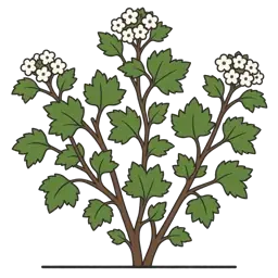 common ninebark