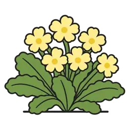 primrose