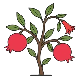 pomegranate