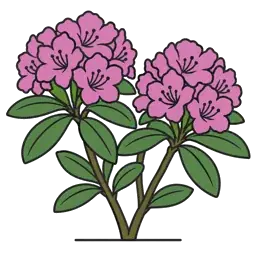 rhododendron