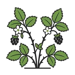 blackberry