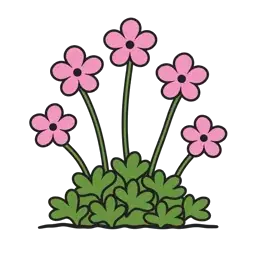 mossy saxifrage