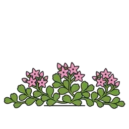Caucasian stonecrop