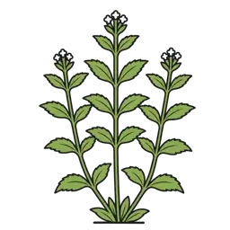 stevia