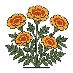 French marigold
