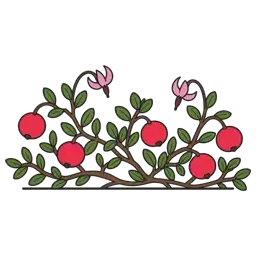 cranberry
