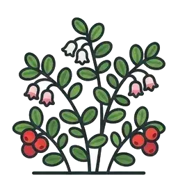 lingonberry