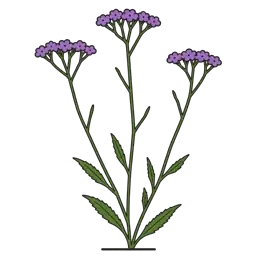 purpletop vervain