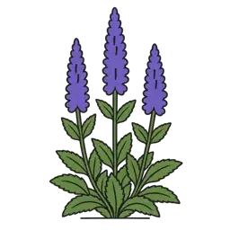 spiked speedwell