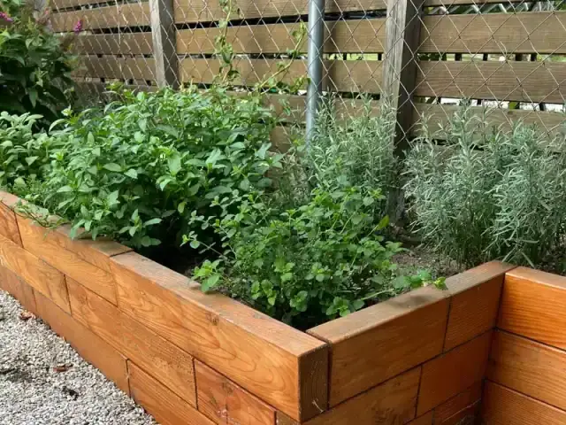 Herbs growing in a raised bed