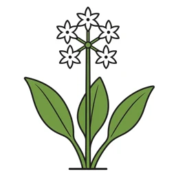 wild garlic