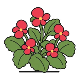 wax begonia