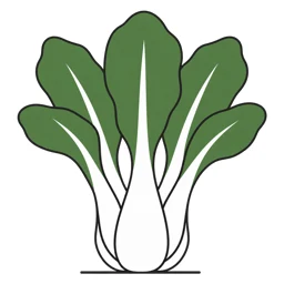 pak choi