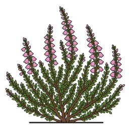 common heather