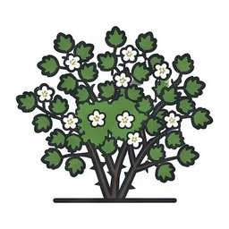 common hawthorn