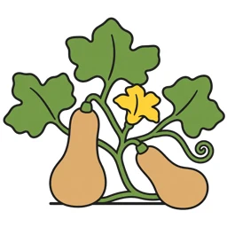 butternut squash