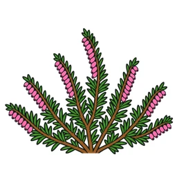 winter heath