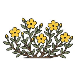 hélianthème jaune