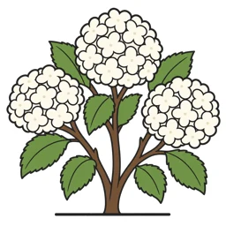 smooth hydrangea