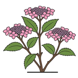 saw-toothed hydrangea